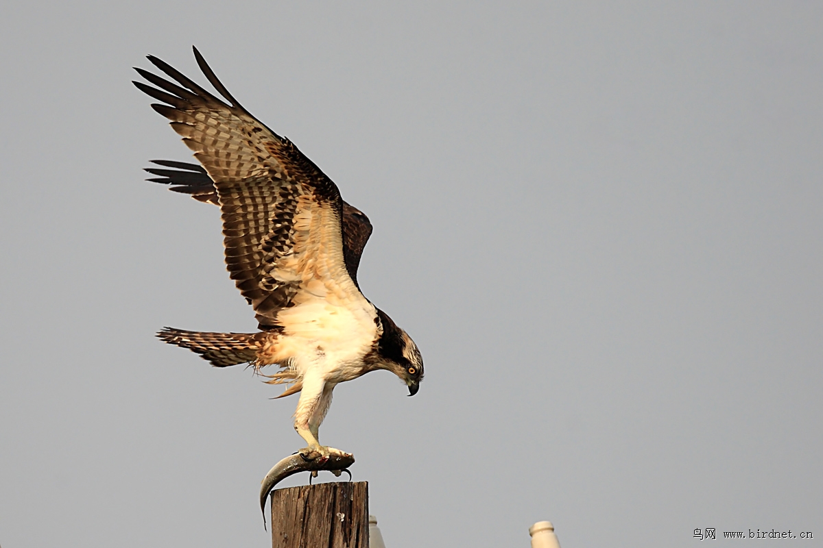 ʮһ���Ҽ������ʹ�������ʱ�򡣵���������ֻ�ʵ�ʱ����ֻ�����������һ�������࣬Ҳ���Ǿ����ĺ������������˻ؼ�