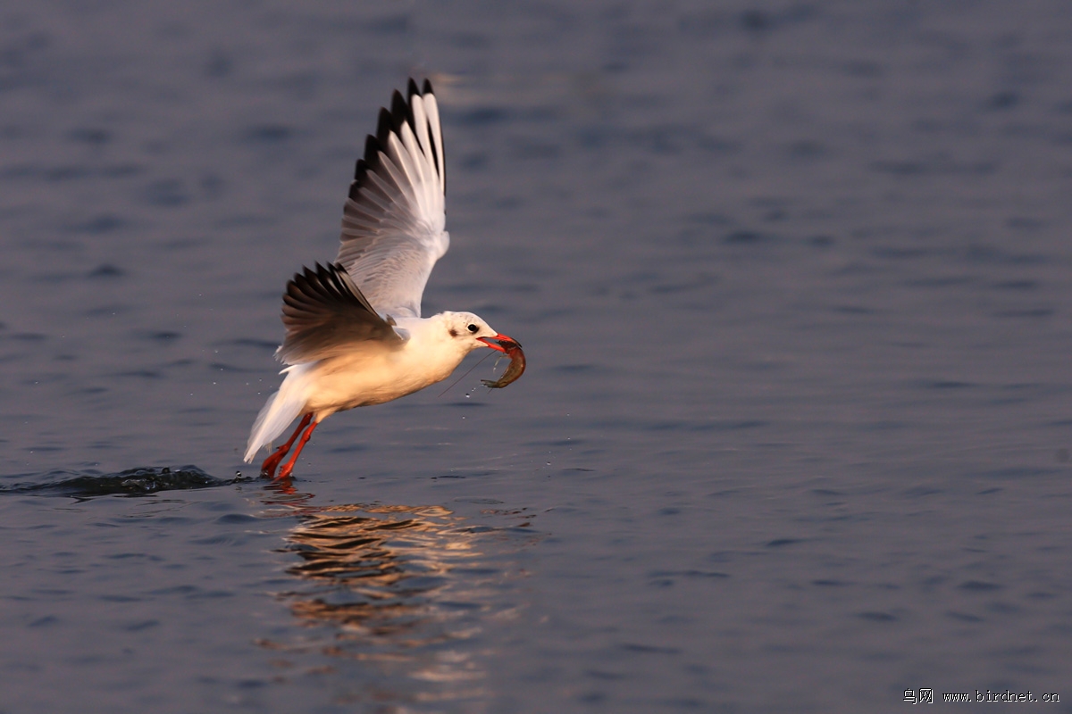 ����Ÿ�Ͷ�Ϻ���ǲ�����ʪ�ص��ز���Ҳ�������������������ʱ�����ź���Ÿ�����Ŵ�Ϻ���������һ����Ȥ