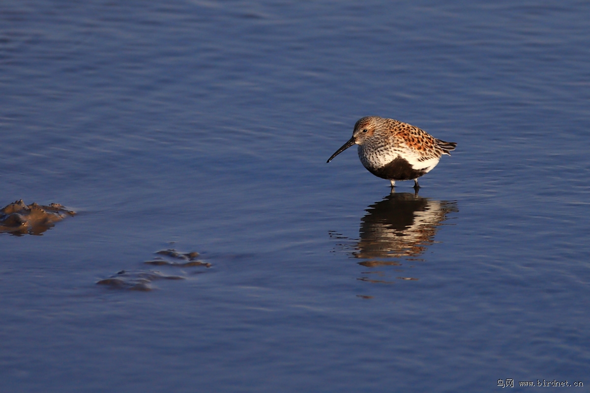 �a����ˮ��������Ʒ�ֶ��ǲ�����ʪ�ص�����ص㡣�����ϣ���1�ŵ�̲Ϳ�Ѿ��൱��ע����Щ��ÿ�괺��ӰĴ����Ǿ���������ҹ��ͣ��Ϣ��ֱ�ɵ��������20�������ʳ������������پ���4����ҹֱ�ɵ��������Ƿ�