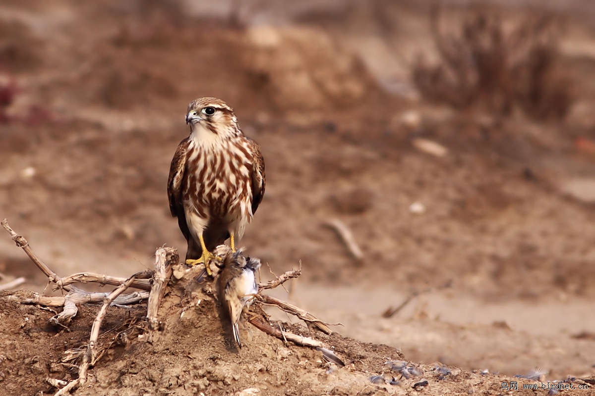 �ұ��������������