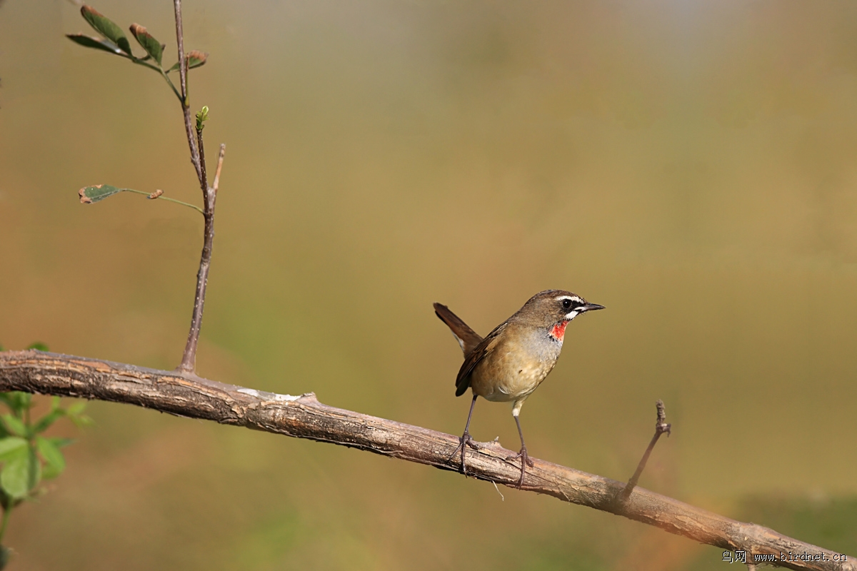 ���򤣬ÿ�궼�����٣����ǣ��ĺú���