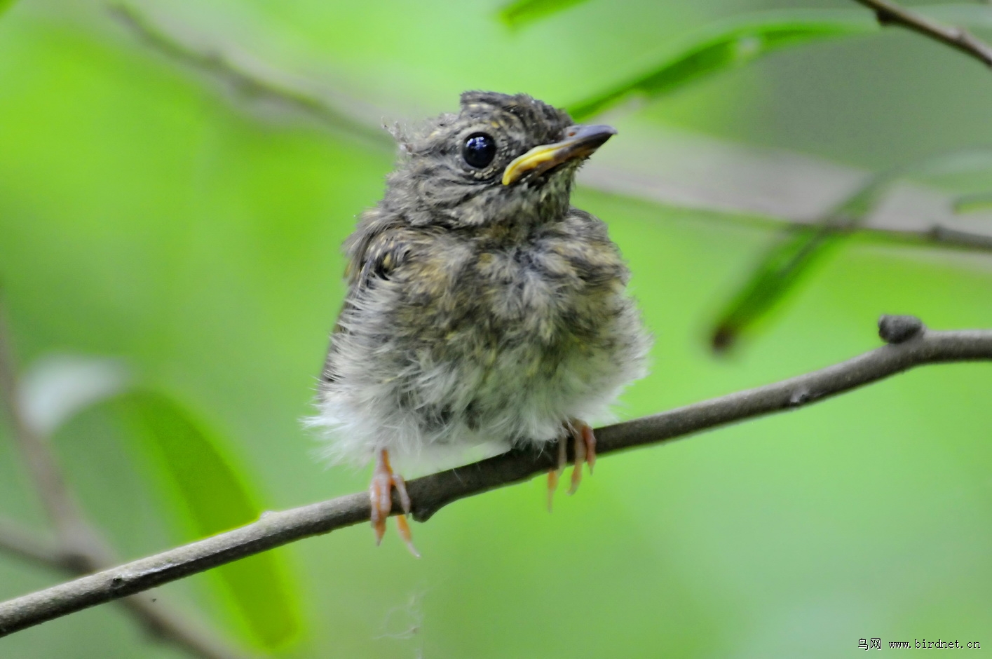 海南蓝仙鹟幼鸟