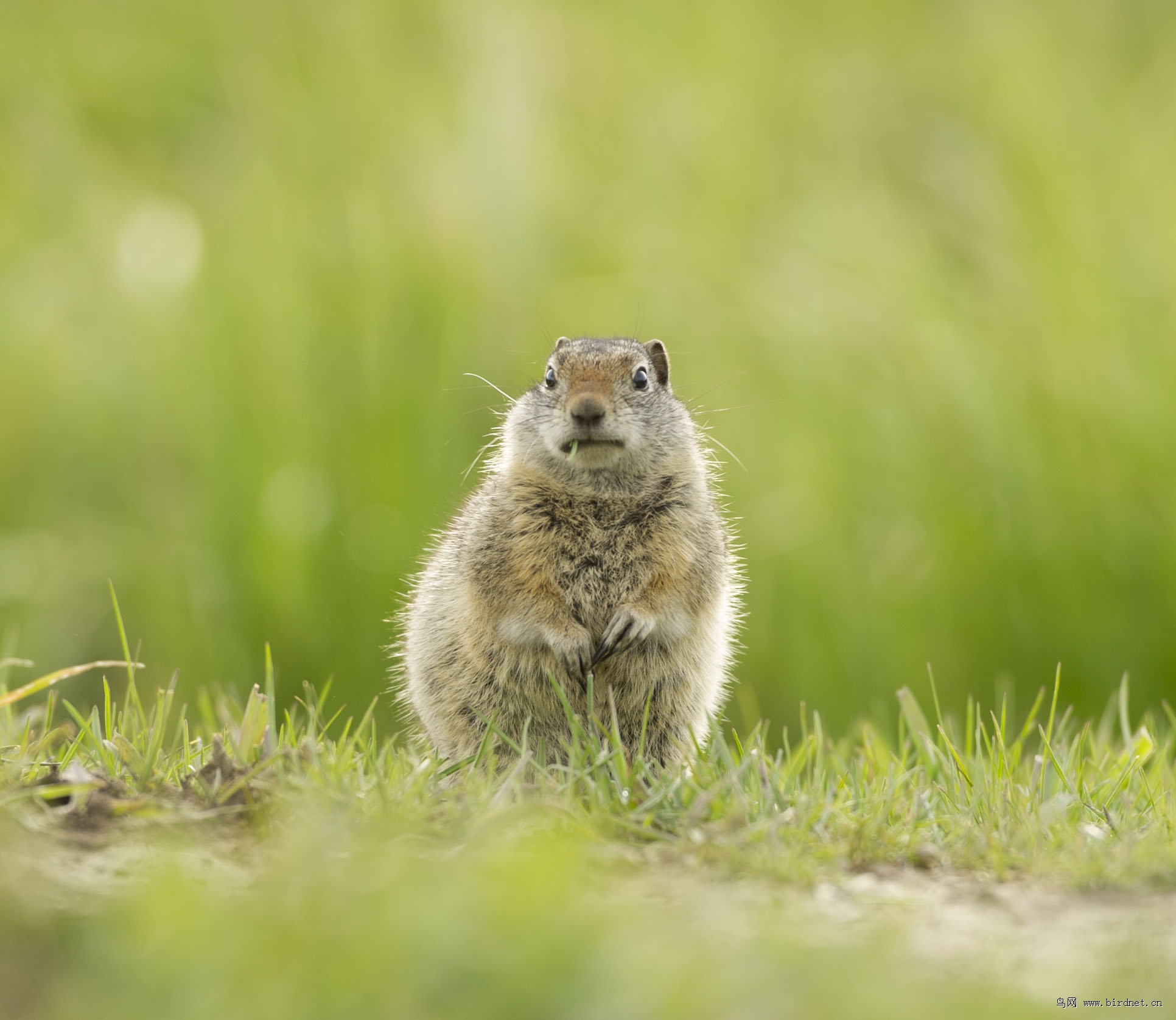 不知名的老鼠 - 野生动物 wild animals 鸟网