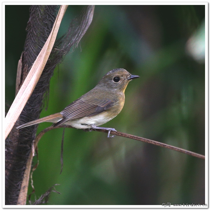 原创海南蓝仙鹟雌鸟