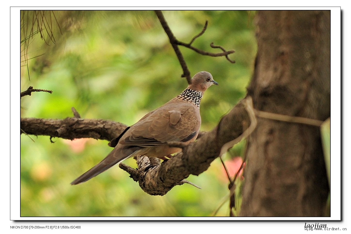 珠頸斑鳩