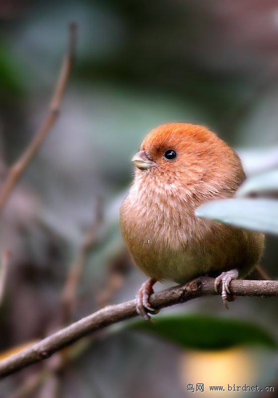 小胖胖,,,,棕头鸦雀.