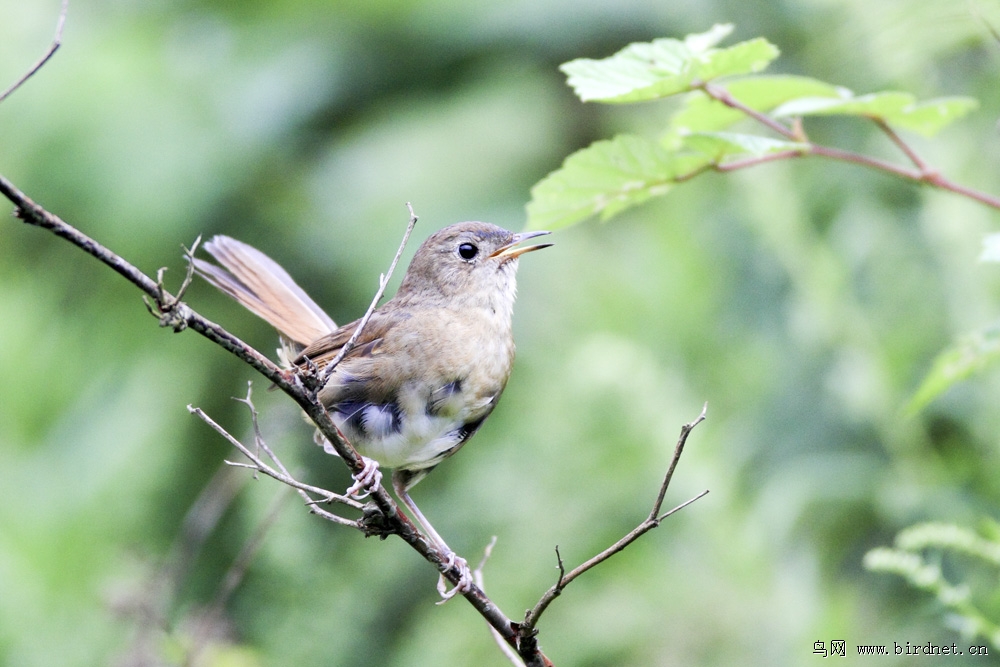 求教鸟名这是什么莺