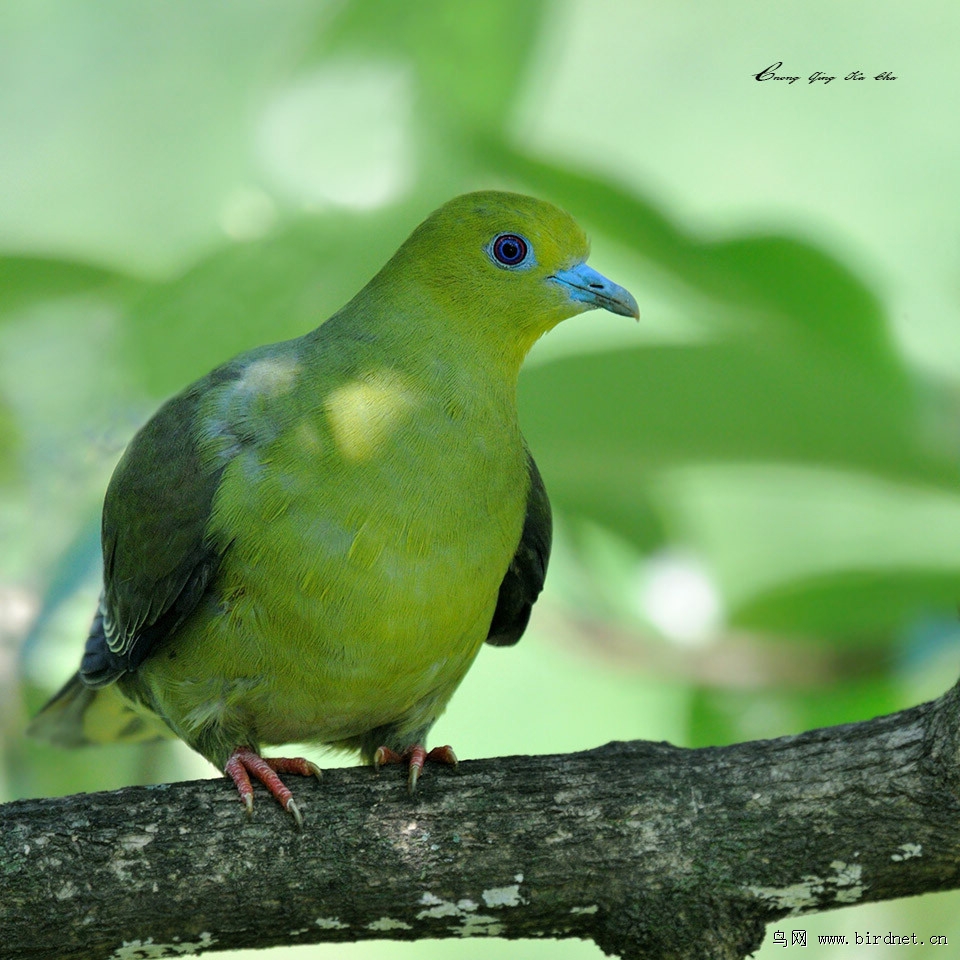 楔尾绿鸠treronsphenura