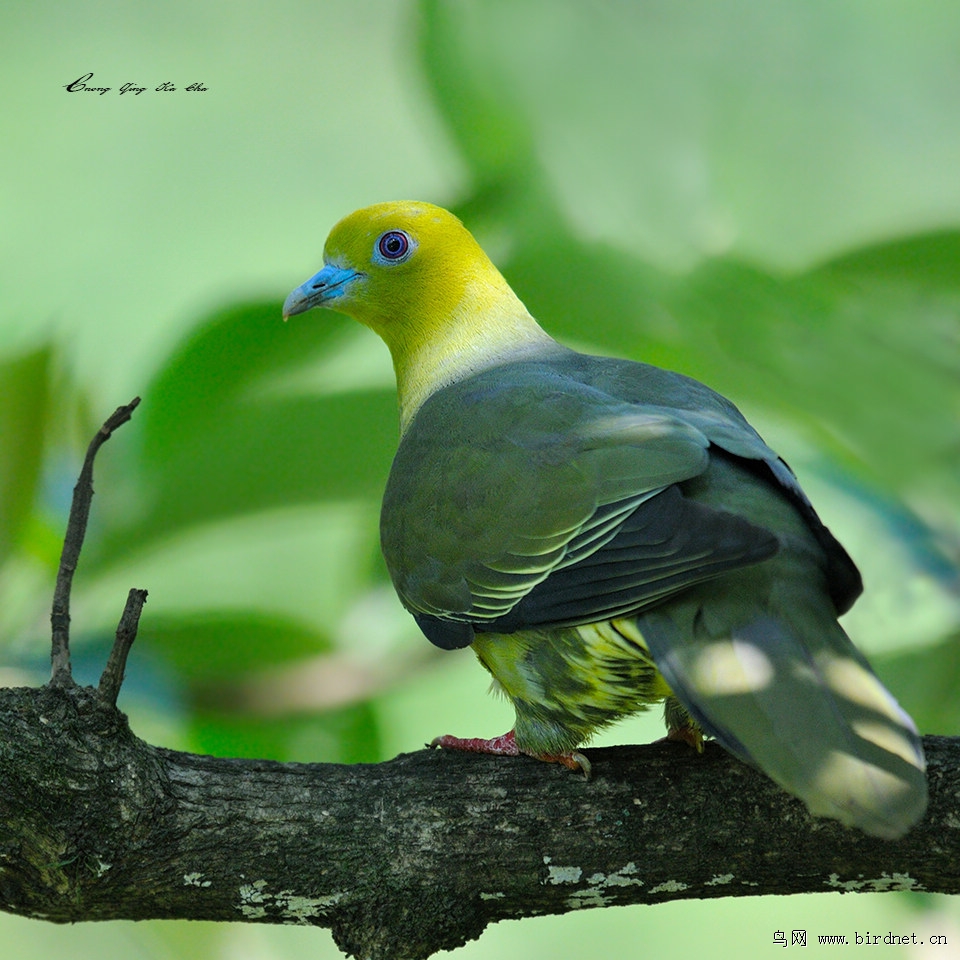 楔尾绿鸠treronsphenura