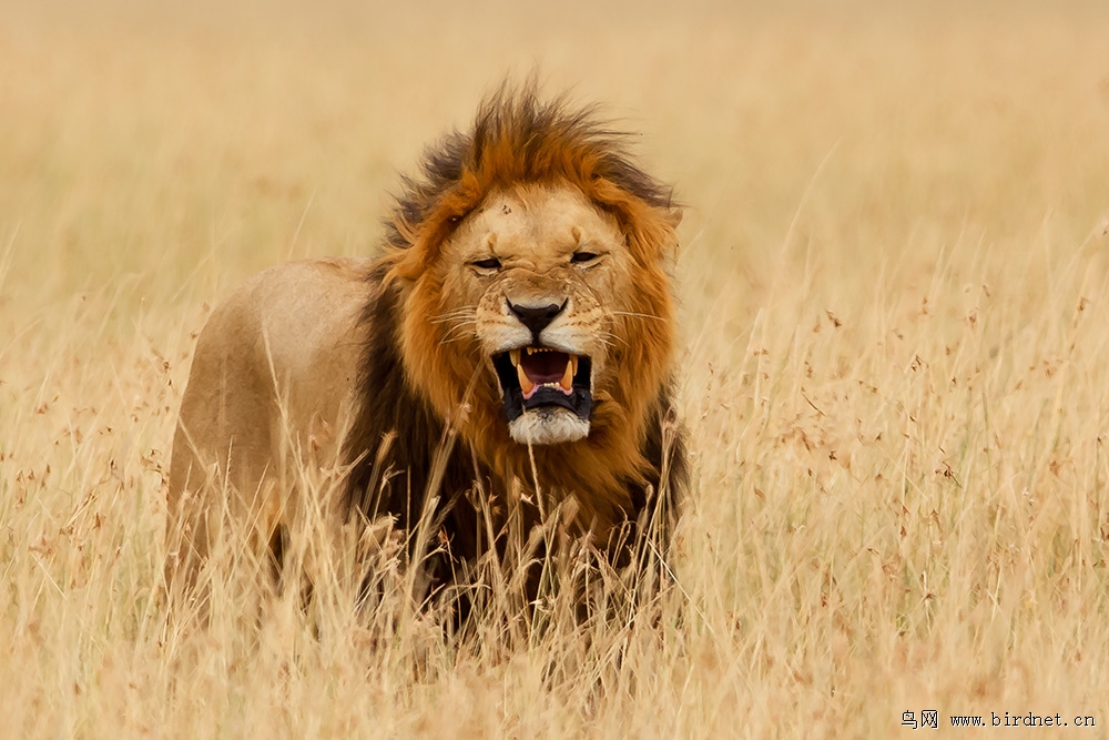 行摄肯尼亚之狮子捕食角马