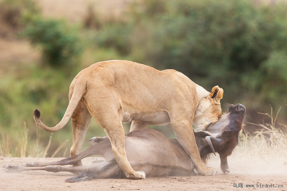 行摄肯尼亚(之)狮子捕食角马