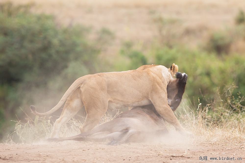 行摄肯尼亚之狮子捕食角马
