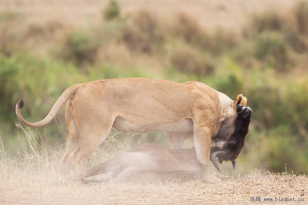 行摄肯尼亚(之)狮子捕食角马