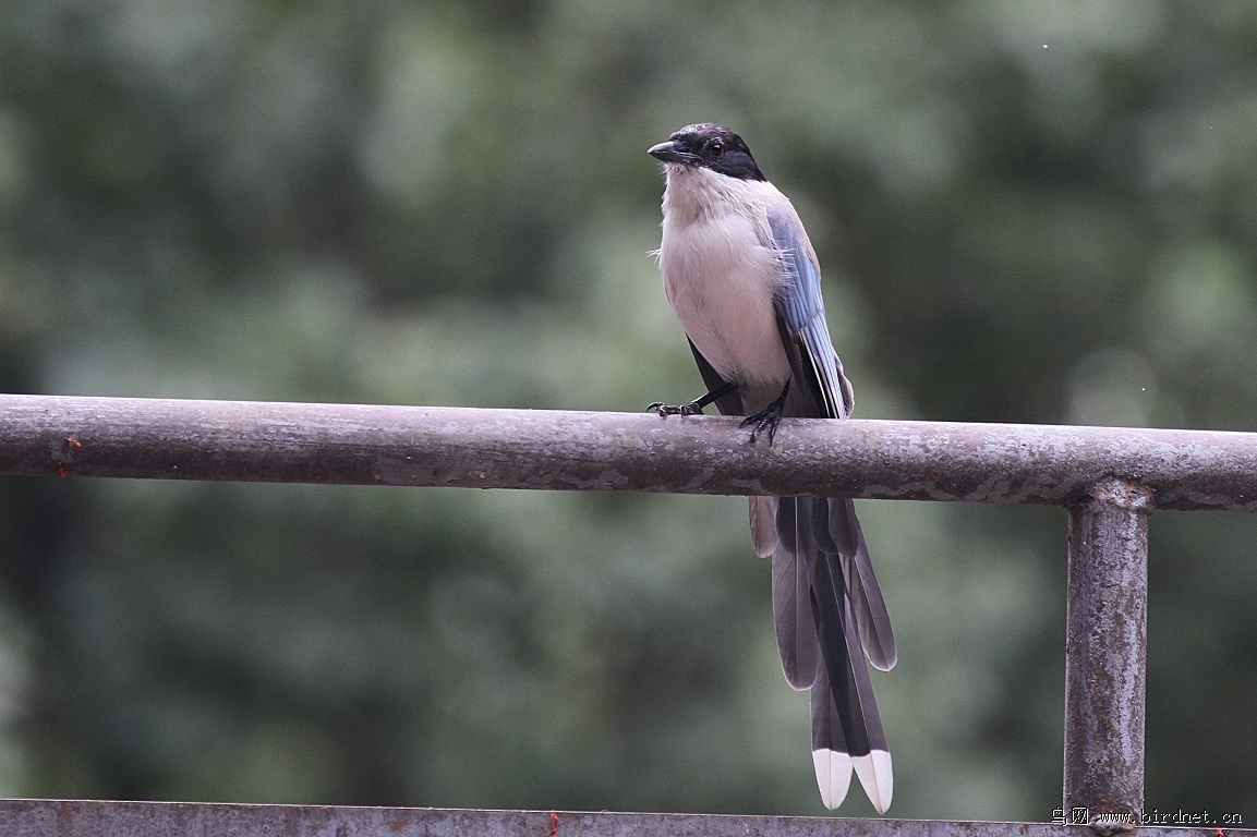 一组武汉常见鸟类