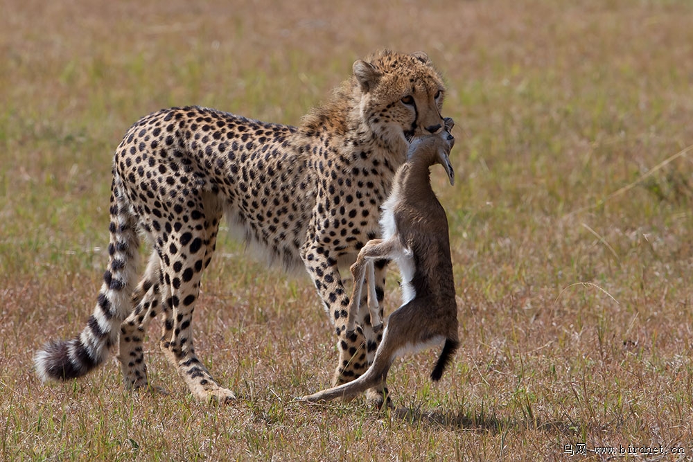 行摄肯尼亚(之)猎豹捕食