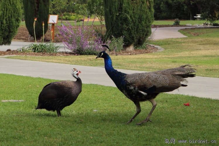 火鸡戏孔雀