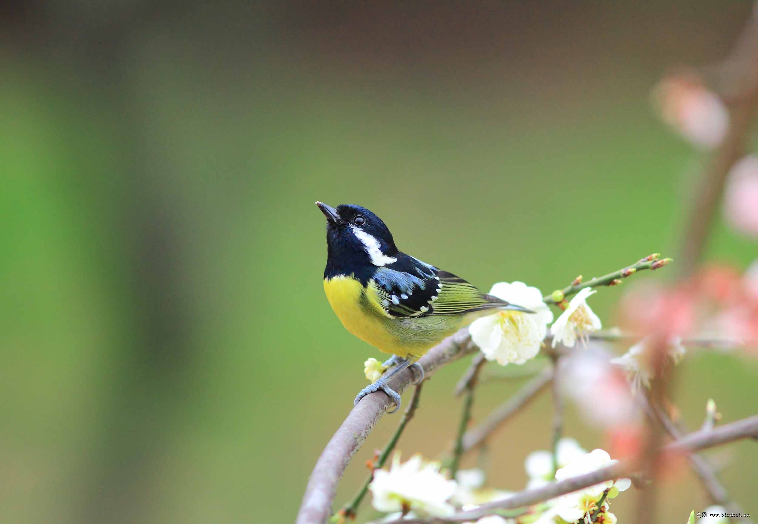 黄腹山雀报春图