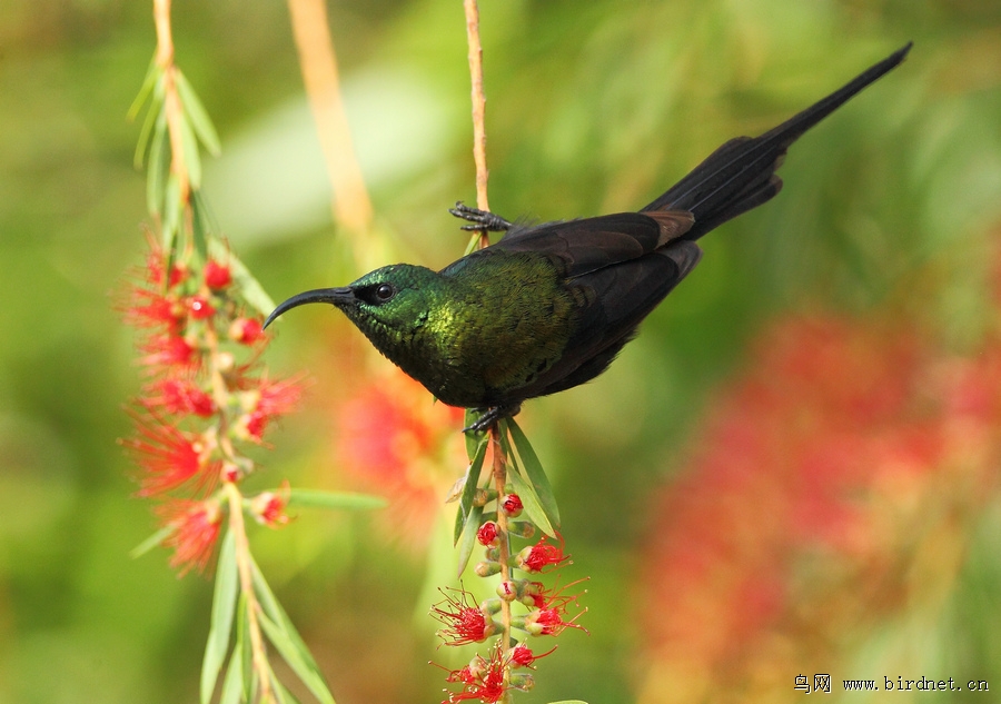 長尾銅花蜜鳥