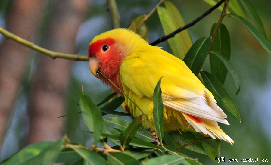 偶遇黄桃脸鹦鹉