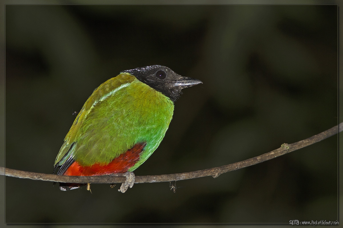 夜拍黑头八色鸫