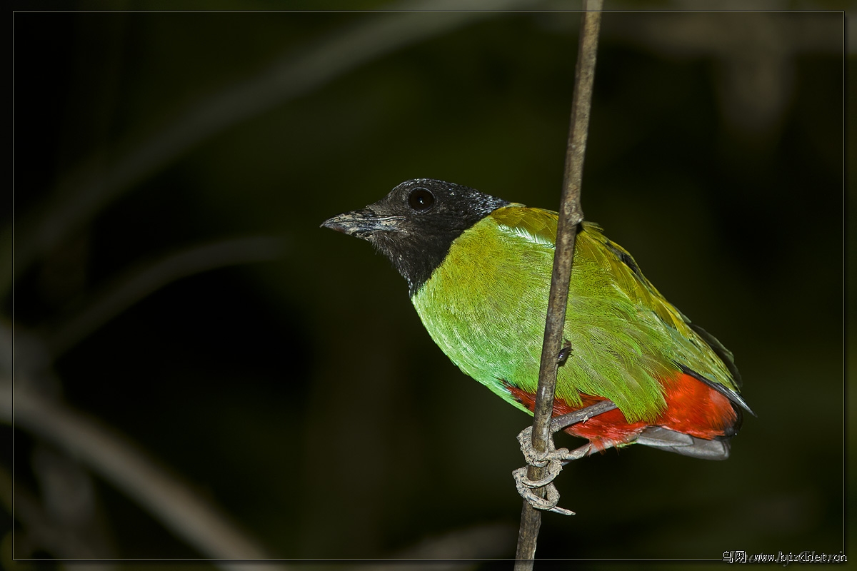 夜拍黑头八色鸫
