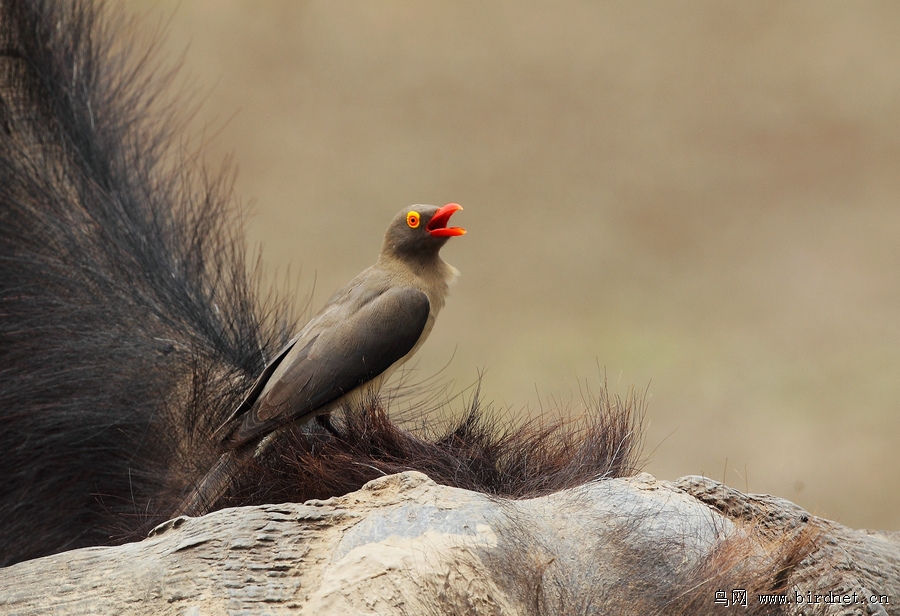 bird photography zone 69 林鸟版 forest birds 69 红嘴牛椋鸟