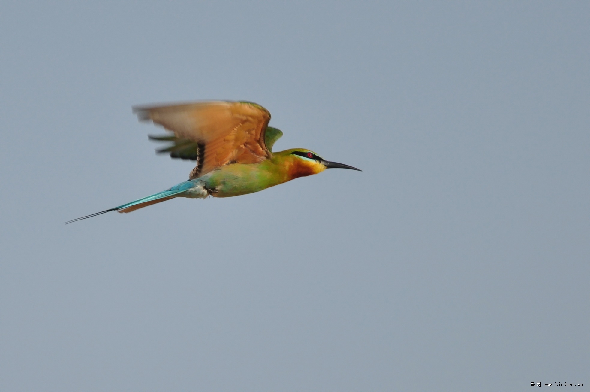 飞虎- 福建版 fujian 鸟网
