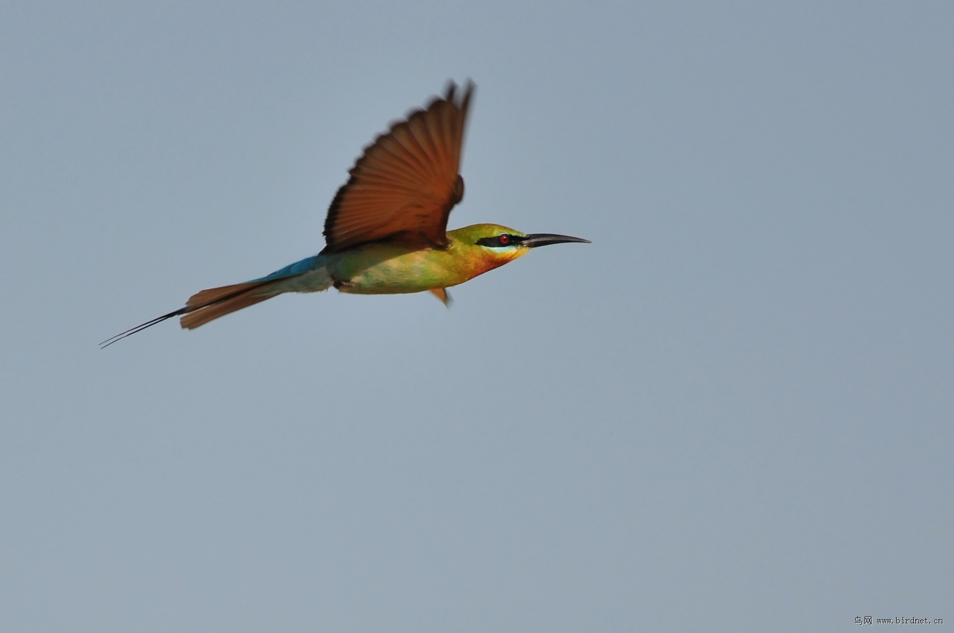 飞虎- 福建版 fujian 鸟网