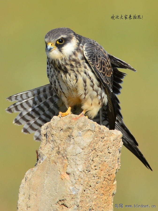 隼 18030421113986.jpg