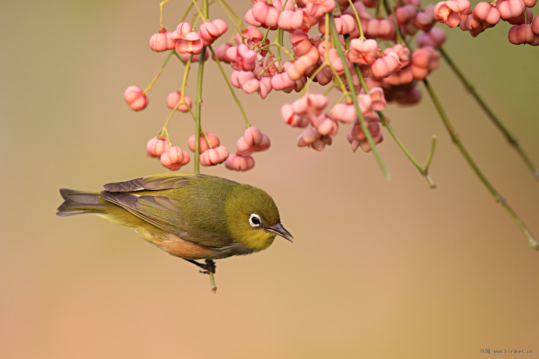 守拍红胁绣眼鸟
