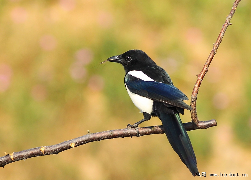 喜鹊 把菜鸟进行到底 
