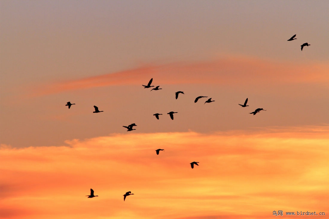 晚霞飞鸿雁