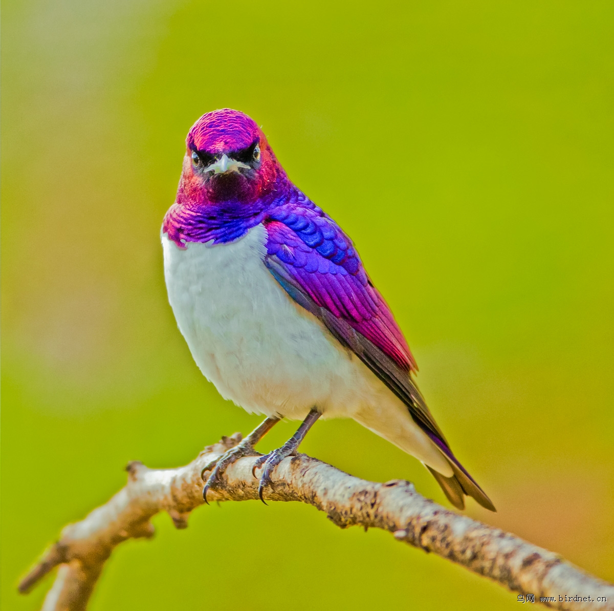 肯尼亚---白腹紫椋鸟