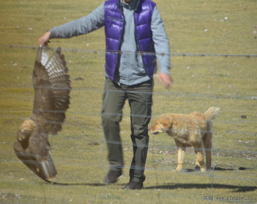 青藏高原人口少原因是什么_青藏高原有什么花