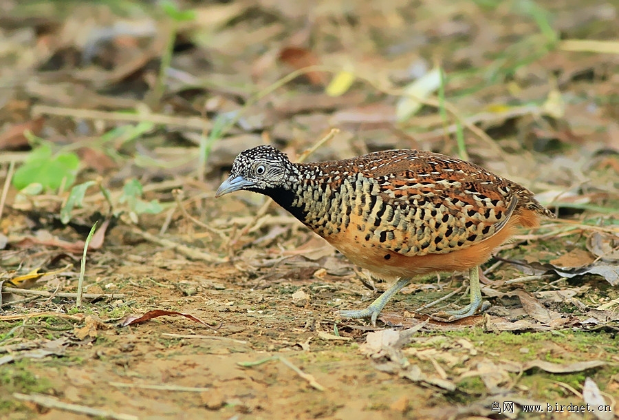 棕三趾鹑