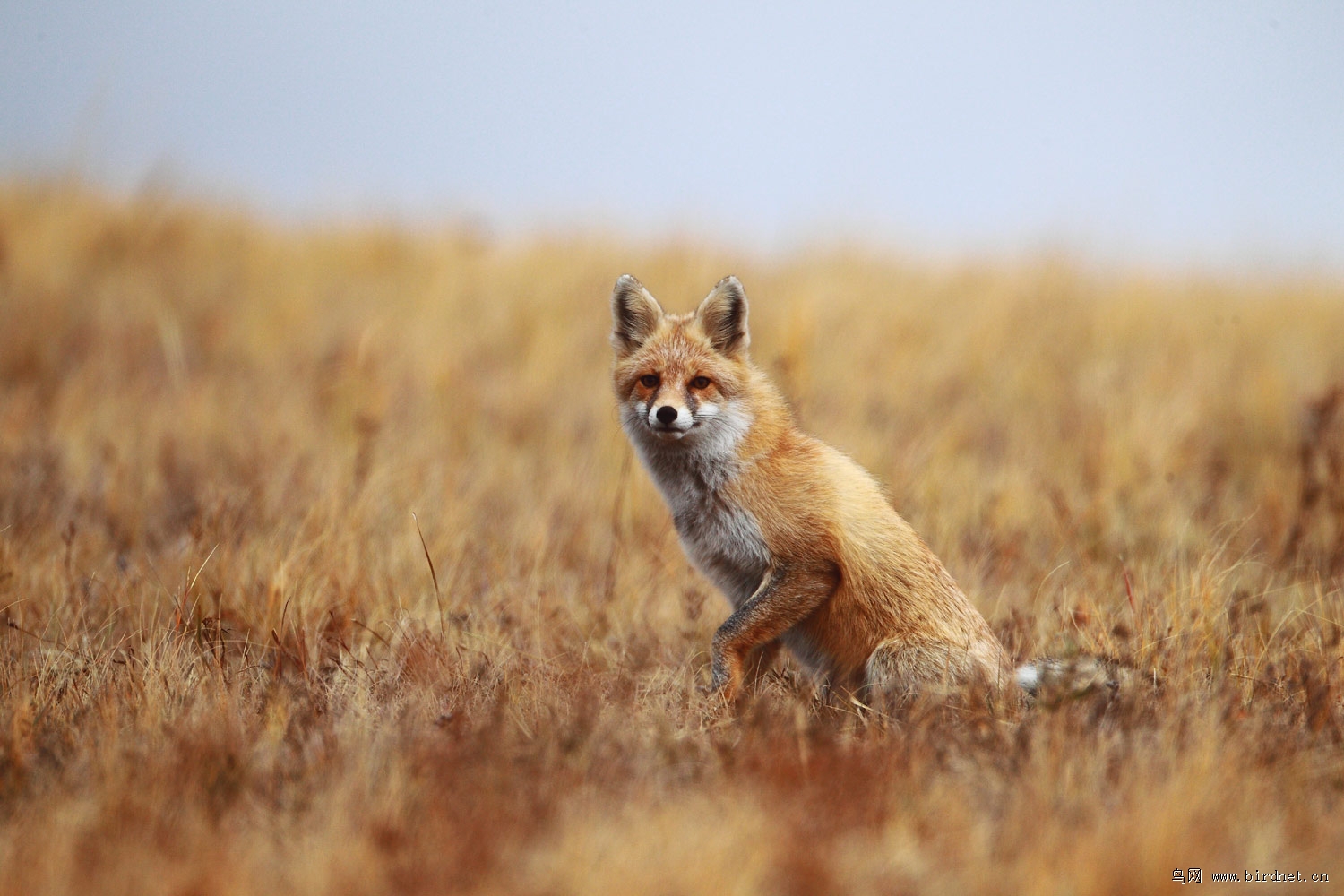 草原狐狸