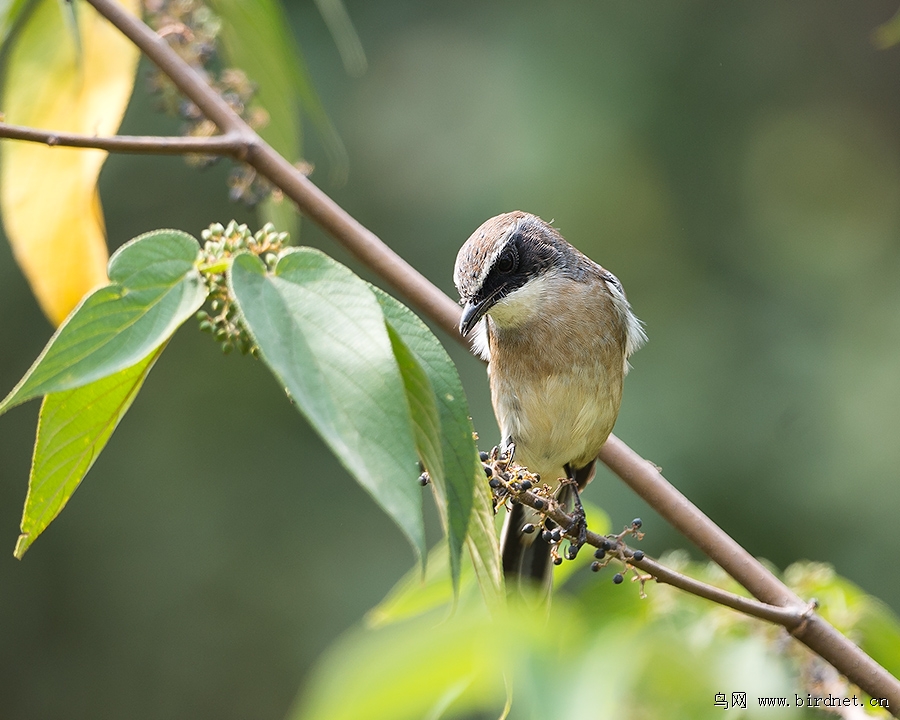 过路鸟--灰林鵖