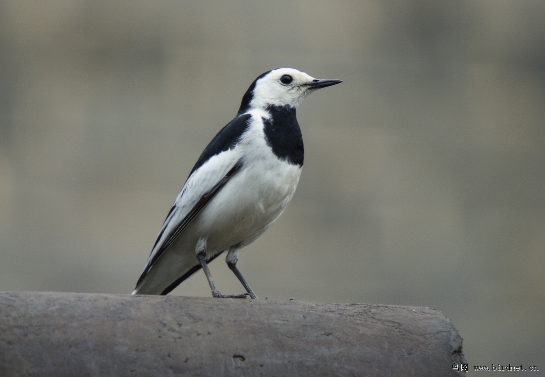 黑背鹡鸰?白鹡鸰? - 鸟类识别 鸟网