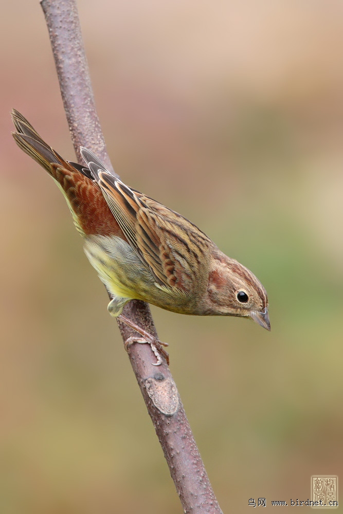 栗鹀近期一些片子
