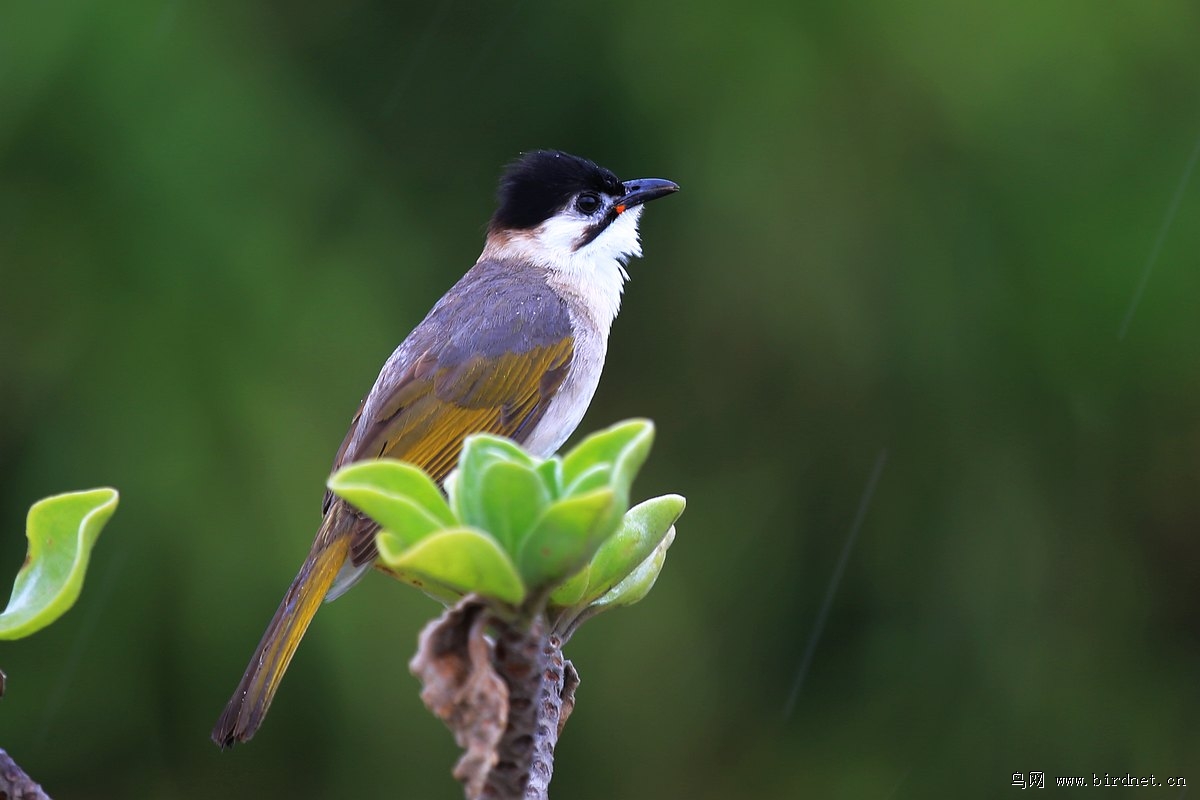 台湾鹎,台湾,台湾情节.