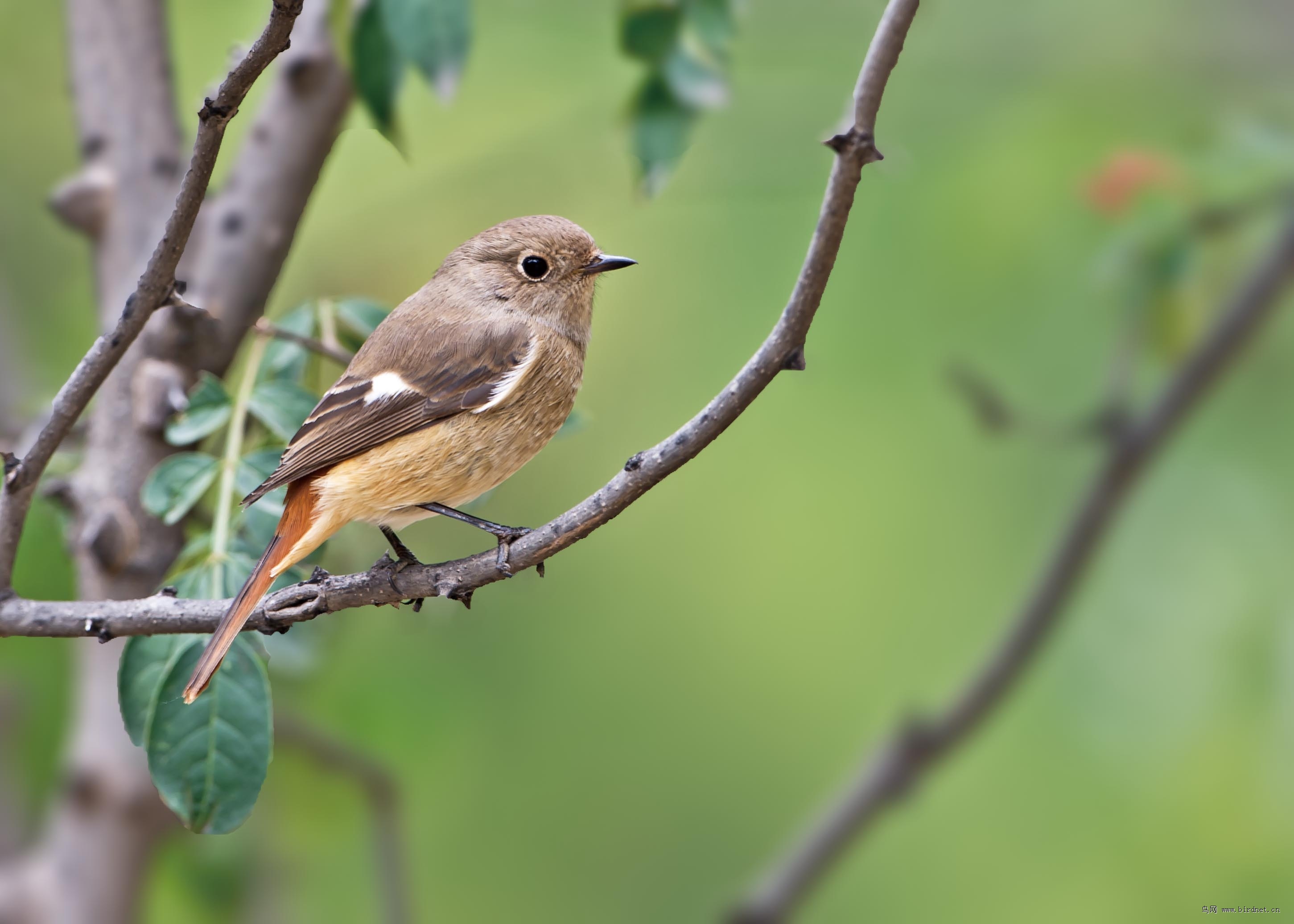 北红尾鸲(雌鸟)