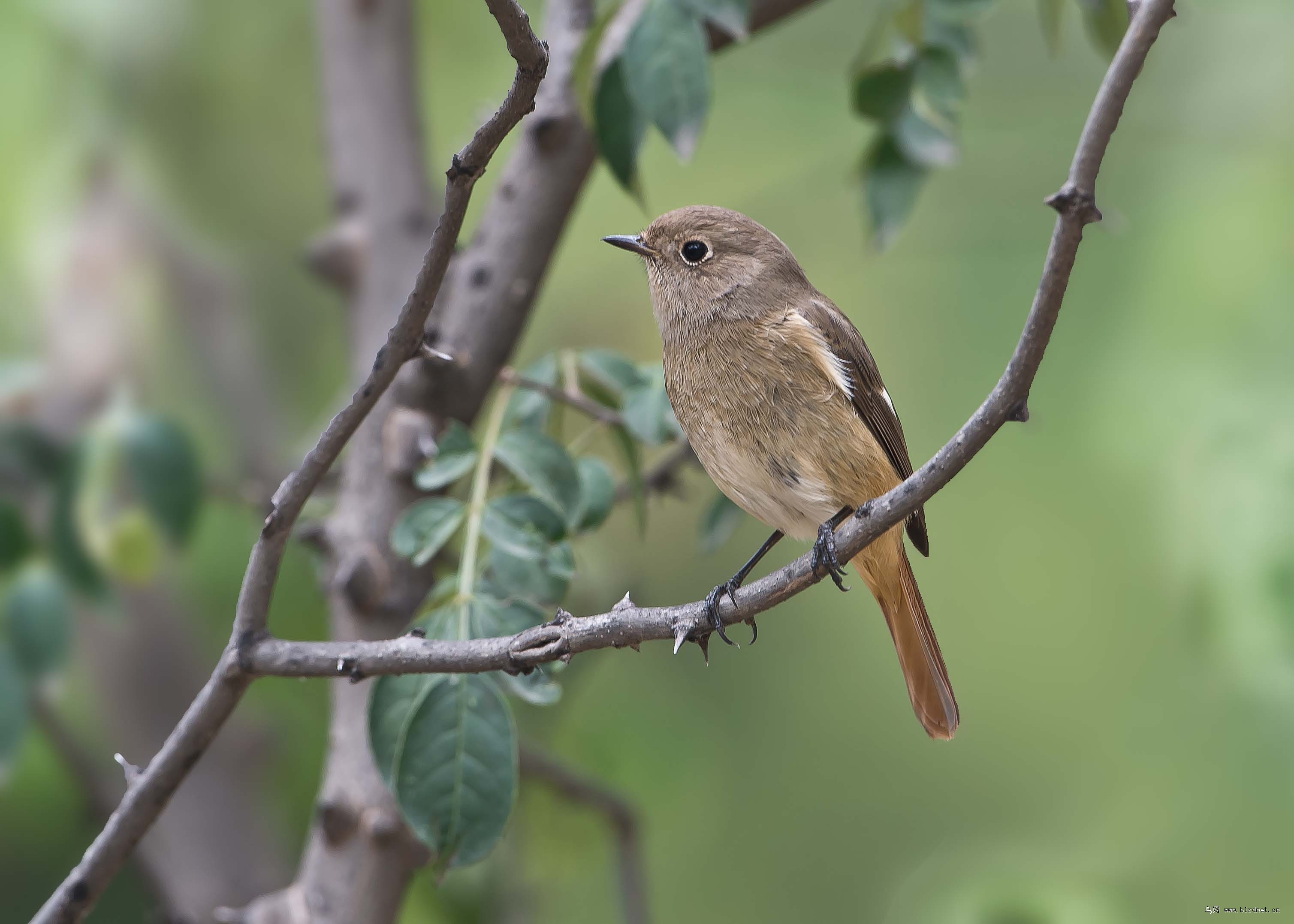北红尾鸲(雌鸟)