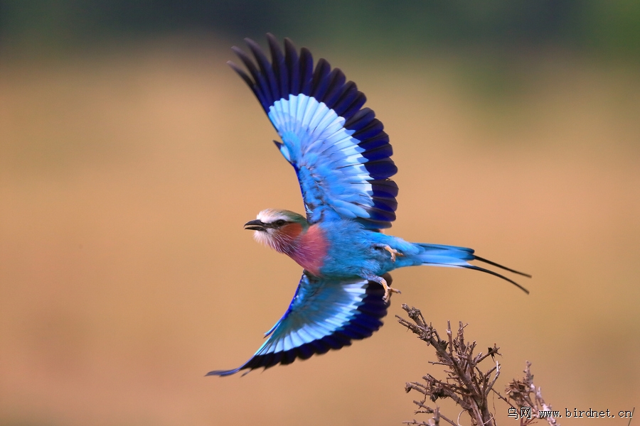 (紫胸佛法僧)来自肯尼亚的紫胸佛法僧