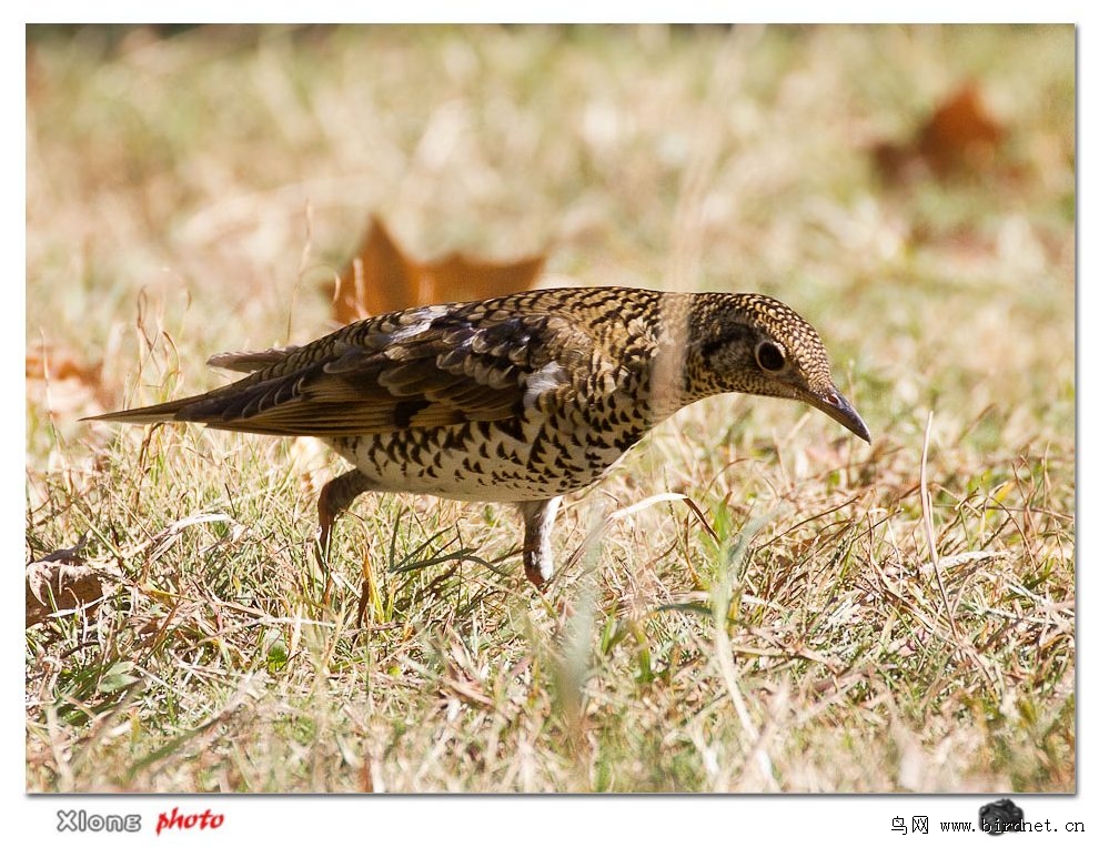 冷空气带来客鸟-昨下午在老公园的收获
