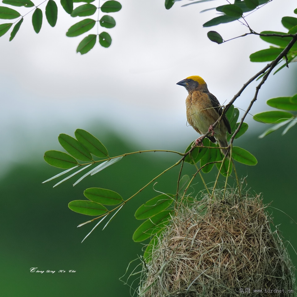 黄胸织布鸟ploceusphilippinus