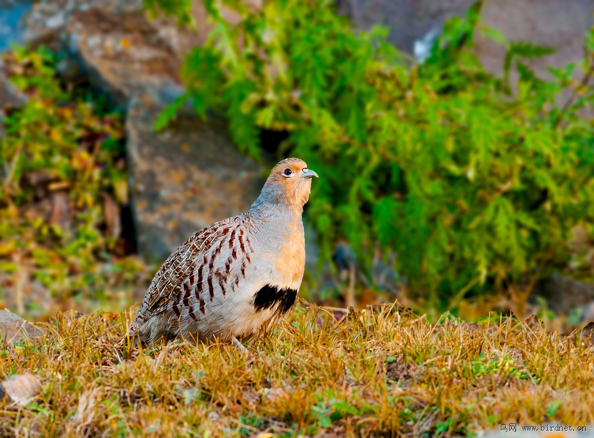 斑翅山鹑