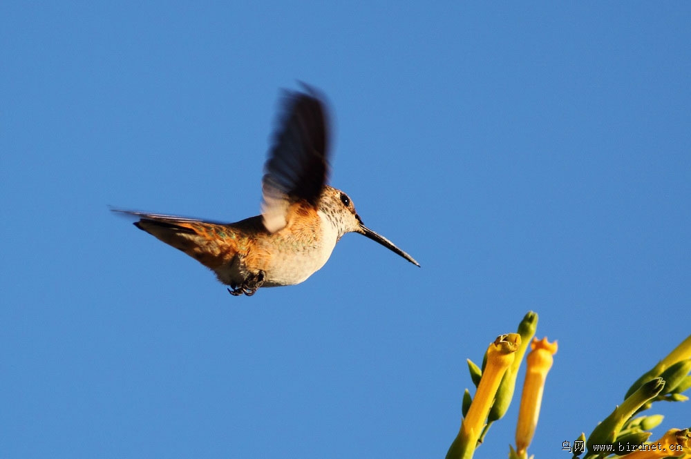 蜂鸟有哪几种类型 4712931224985.jpg