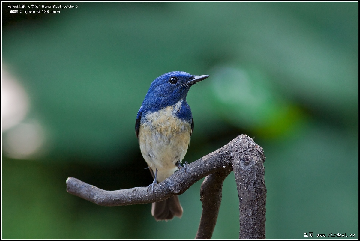 海南蓝仙鹟-雄鸟 2012