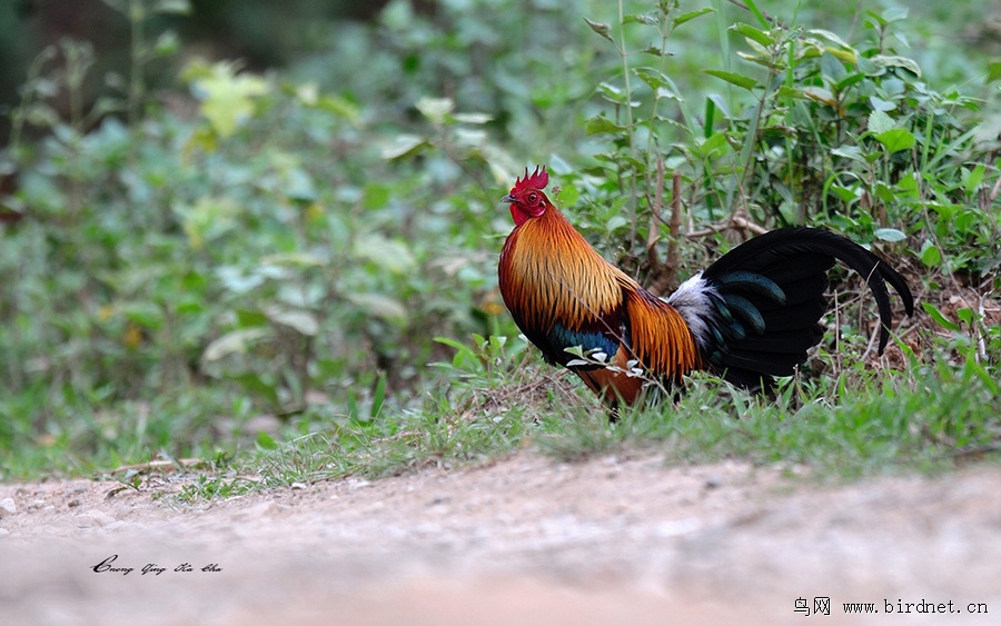 红原鸡 red junglefowl