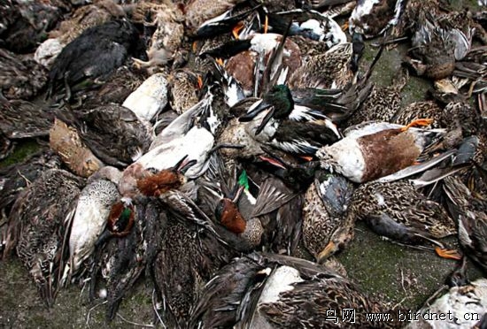 鸟之殇湖南有个地方屠杀迁徙候鸟一天杀一吨